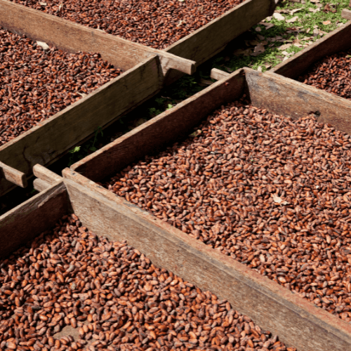 Organic Seed Production Initiative by VMKCT